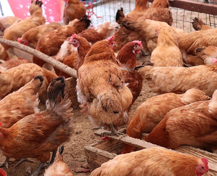 如何防止散养鸡生病