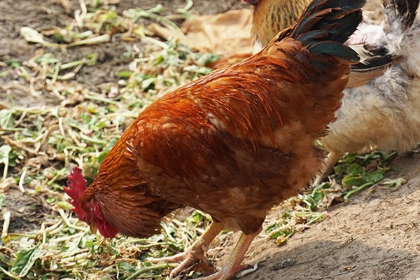 安可绿生态养殖_蛋鸡生产期的饲养管理要点