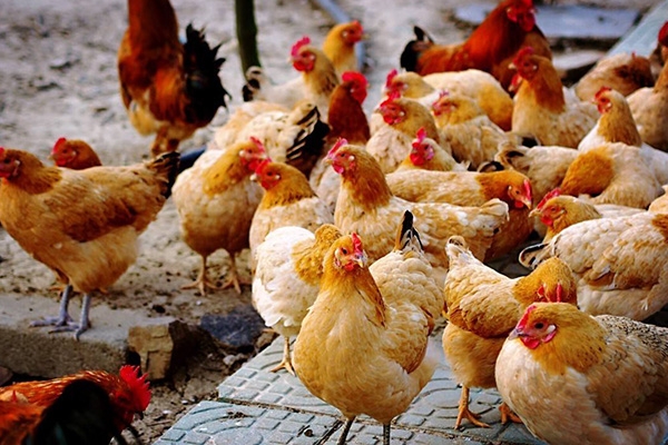 关于林地散养鸡的好处_安可绿生态养殖