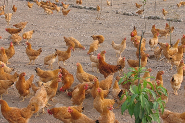 生态养殖：散养鸡选种建舍及雏鸡饲养