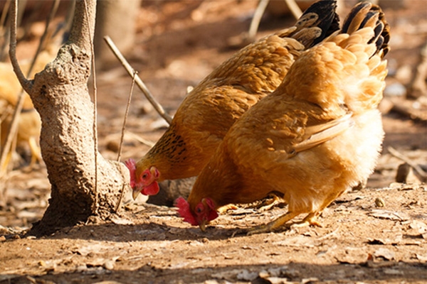 生态养殖：散养鸡饲养及疾病防治