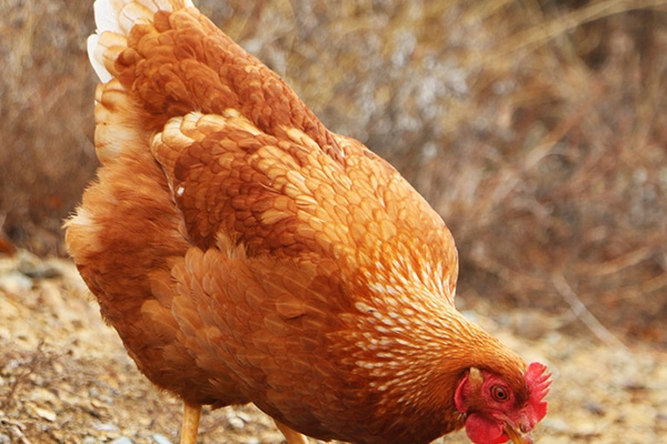 在树林里养殖散养鸡要注意哪些问题？