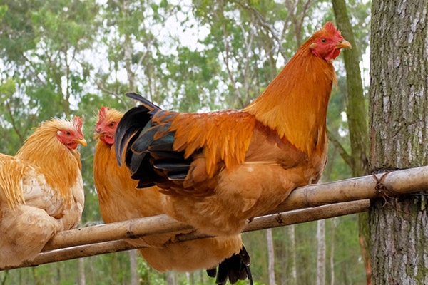 生态养殖：林地散养鸡的营养价值