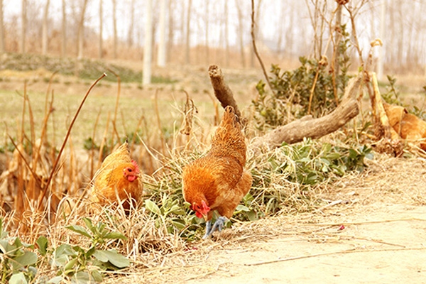 生态养殖鸡技术：发酵床及饲料准备