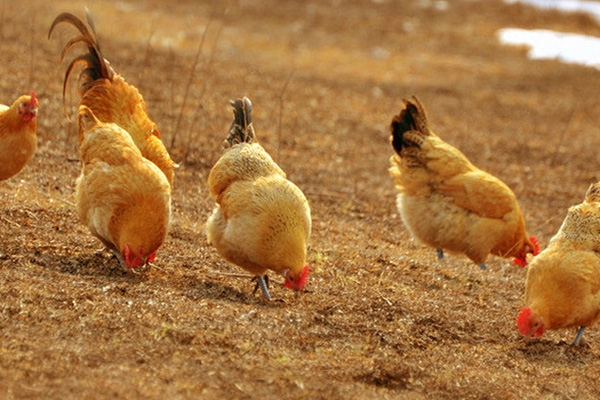 散养鸡的饲养管理技术分享