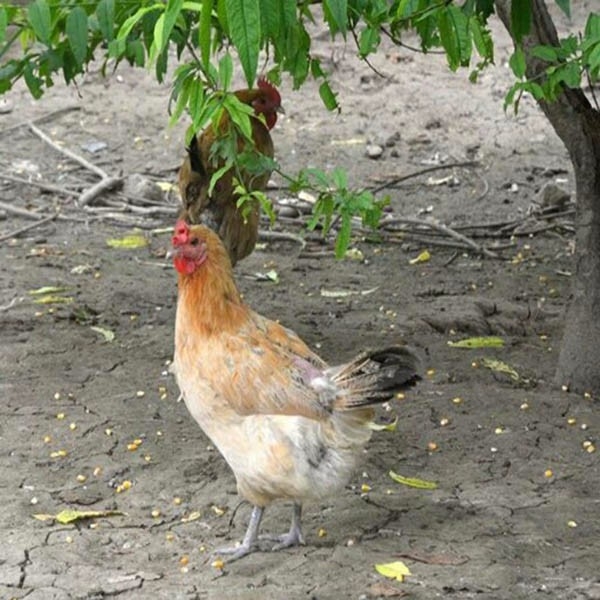 中国蛋鸡养殖的发展趋势