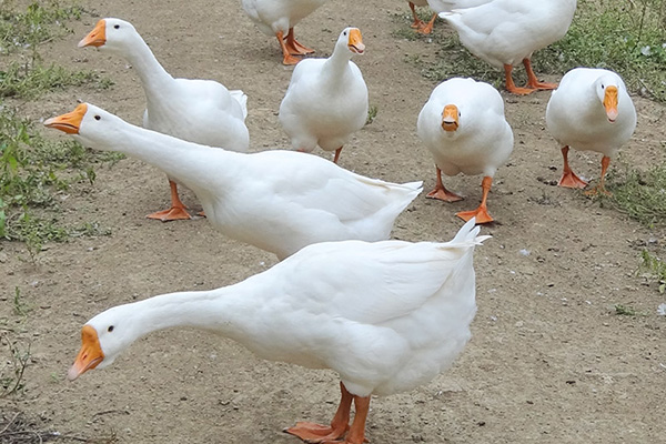 滁州供应散养鸭多少钱