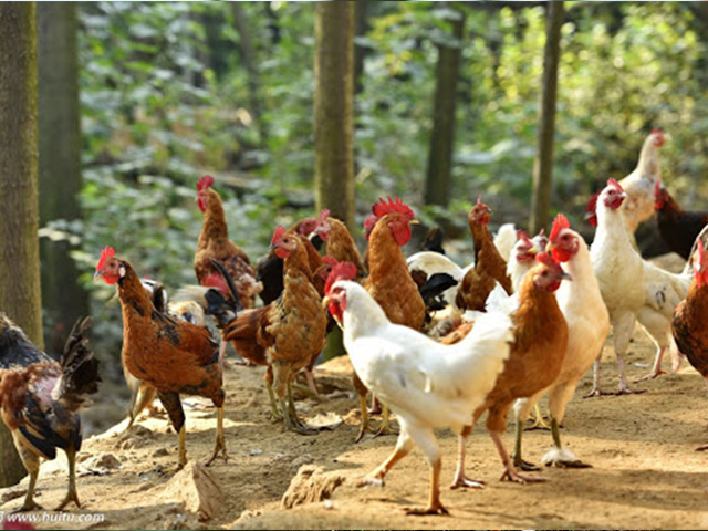 海陵供应散养鸡好处多少钱