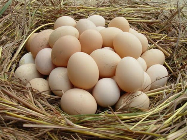 丹阳销售绿壳鸡蛋多少钱