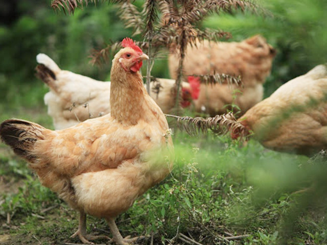 福建供应散养鸡多少钱