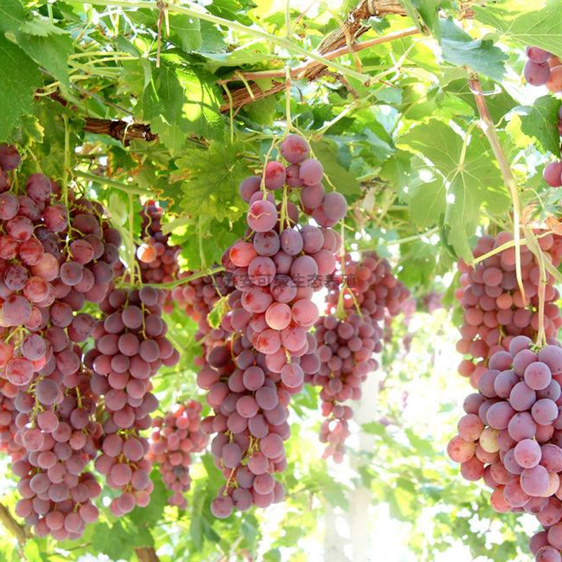 鲜果采摘葡萄