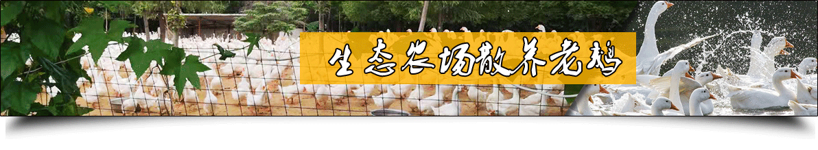 泰州家禽养殖