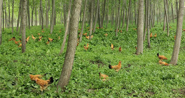 泰州散养鸡养殖
