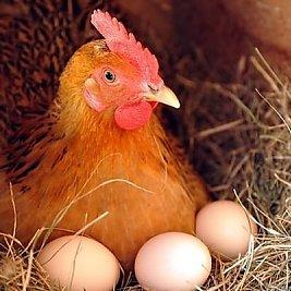 泰州散养鸡养殖